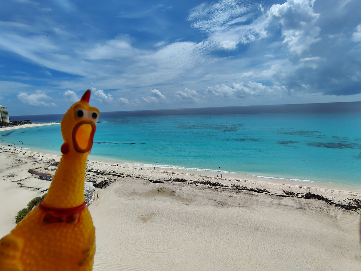 Chicken Travels Explores Cancún, Mexico! 🌴🇲🇽