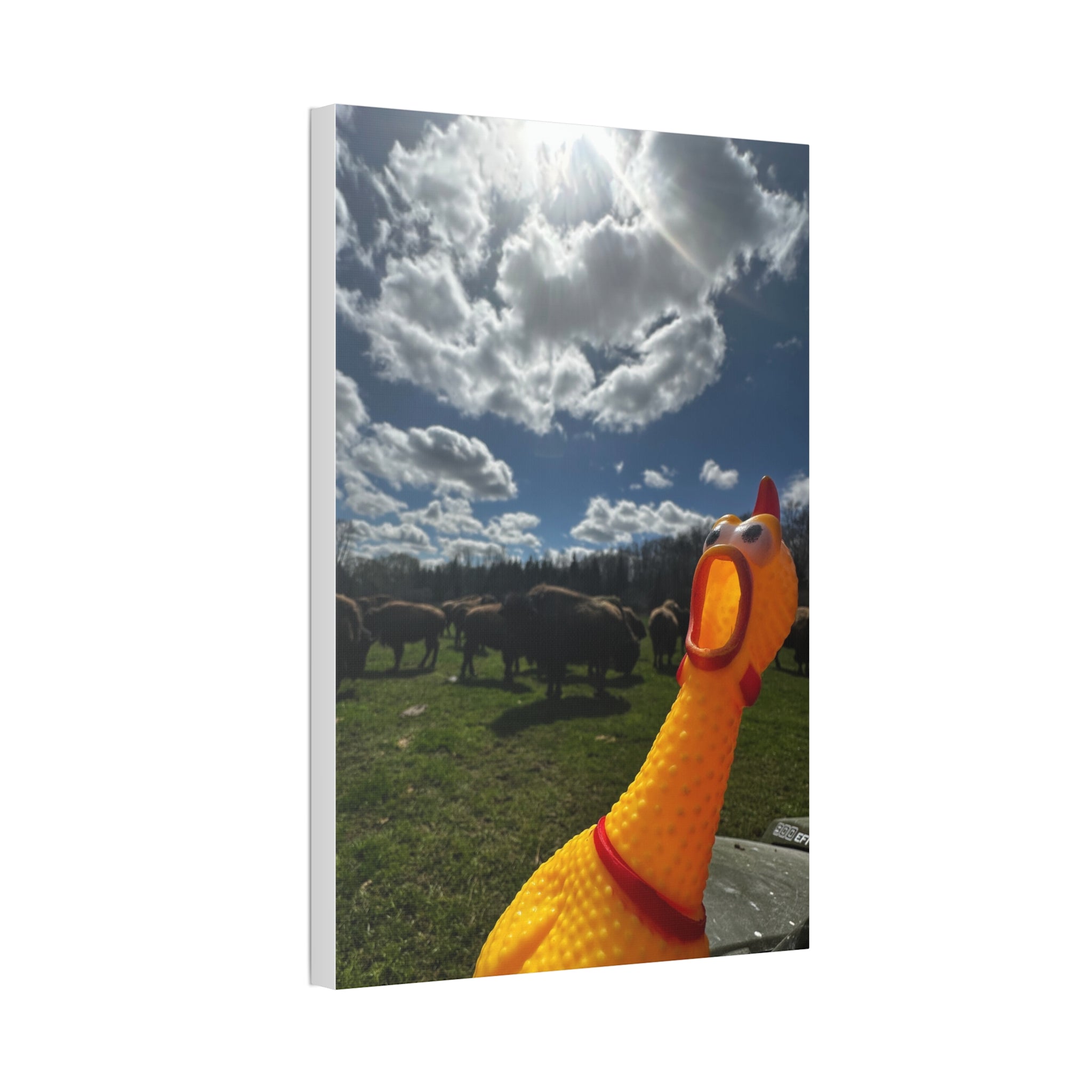 Silly Rubber Chicken Canvas Print – Farm Scene Stretched Wall Art