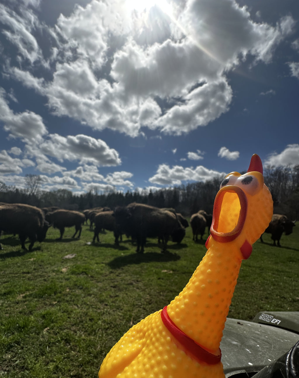 The Adventures of Chicken Travels | Educational Travel Books for Kids